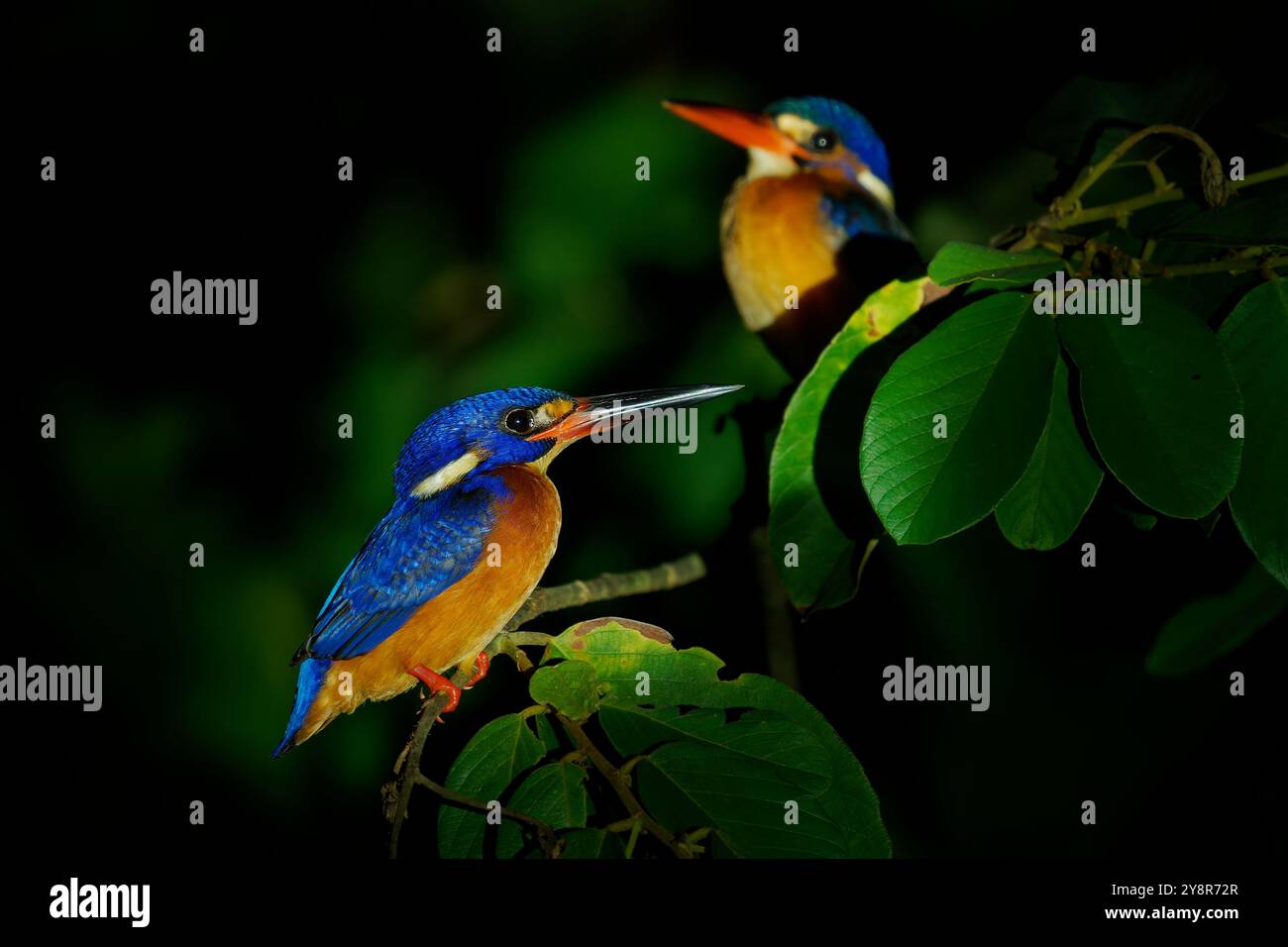 kingfisher Alcedo meninting Bird à oreilles bleues trouvé en Asie, dans les forêts denses ombragées, chasse dans les petits ruisseaux, les mâles adultes ont un bec tout noir tandis que fe Banque D'Images