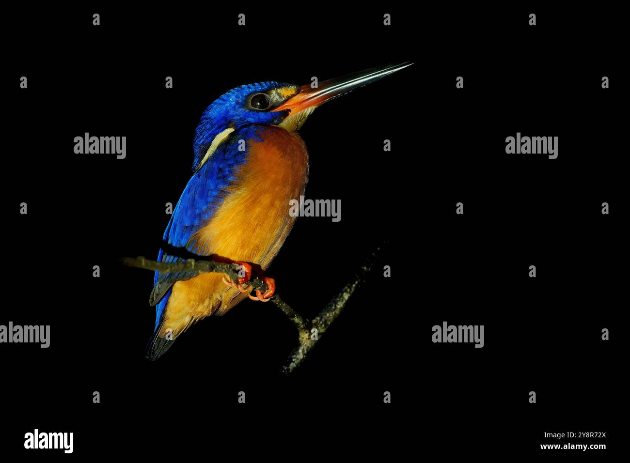 kingfisher Alcedo meninting Bird à oreilles bleues trouvé en Asie, dans les forêts denses ombragées, chasse dans les petits ruisseaux, les mâles adultes ont un bec tout noir tandis que fe Banque D'Images