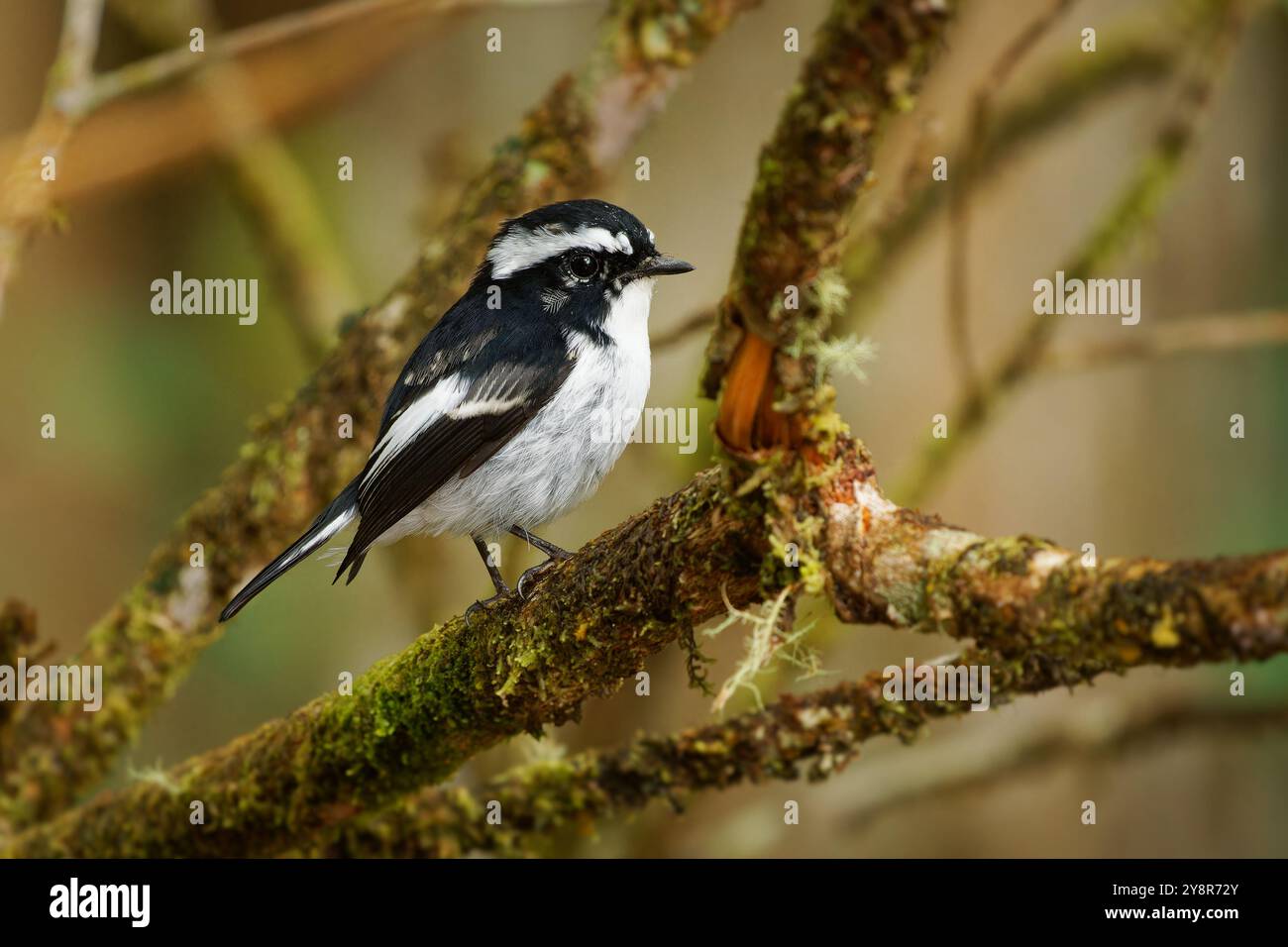 Petit mouche pied Ficedula westermanni oiseau noir et blanc chez Muscicapidae, trouvé dans le sous-continent indien et Asie du Sud-est, subtropical OR Banque D'Images