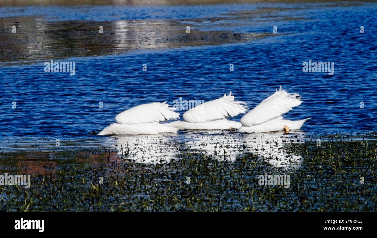 Trois têtes de pélican blanc américain sous l'eau Banque D'Images