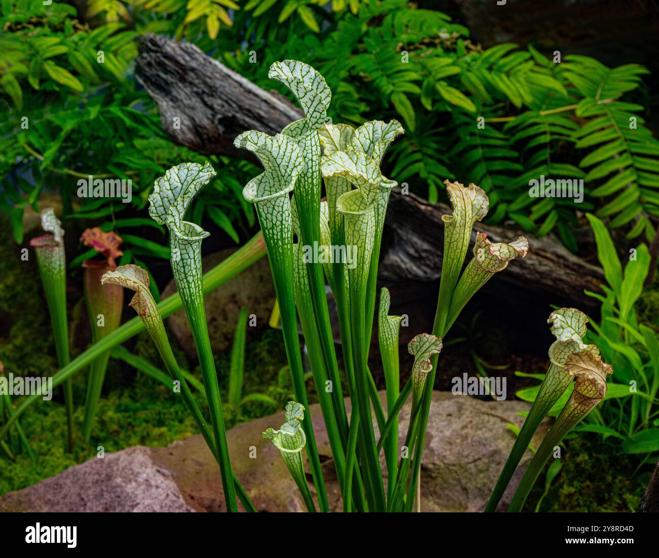 Pitcherplant jaune (Sarracenia leucophylla) dans le Wilhelma botanique, Bade Wuerttemberg, Allemagne, Europe Banque D'Images