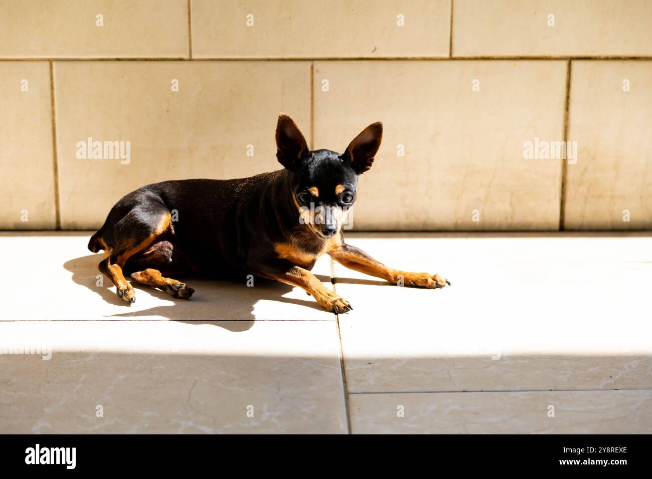 Chien Pinscher. Belle et docile Banque D'Images