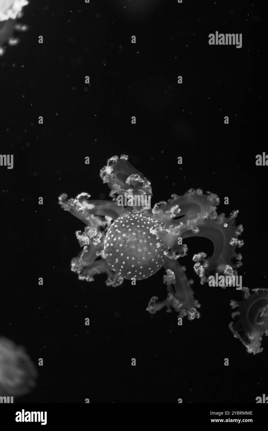 Méduses de mer et d'océan nagent dans l'eau en gros plan. Illumination et bioluminescence en différentes couleurs dans l'obscurité. Méduses exotiques et rares. Radiographie Banque D'Images