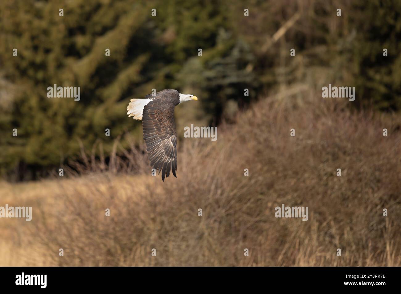 Aigle chauve, Haliaeetus leucocephalus, oiseau de proie volant sur fond d'automne, herbe jaune et forêt. Homer, Alaska Banque D'Images
