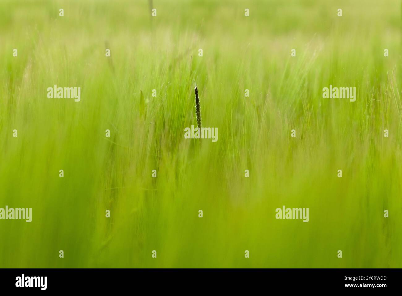 Tige de Black Grass, une mauvaise herbe, dans un champ de blé, Suffolk, Royaume-Uni. Banque D'Images