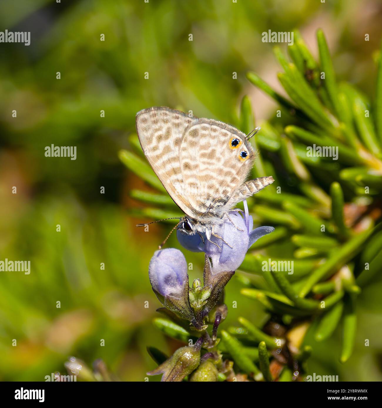 Leptotes pirithous, communément connu sous le nom de papillon bleu à queue courte de Lang ou bleu zèbre commun. Banque D'Images