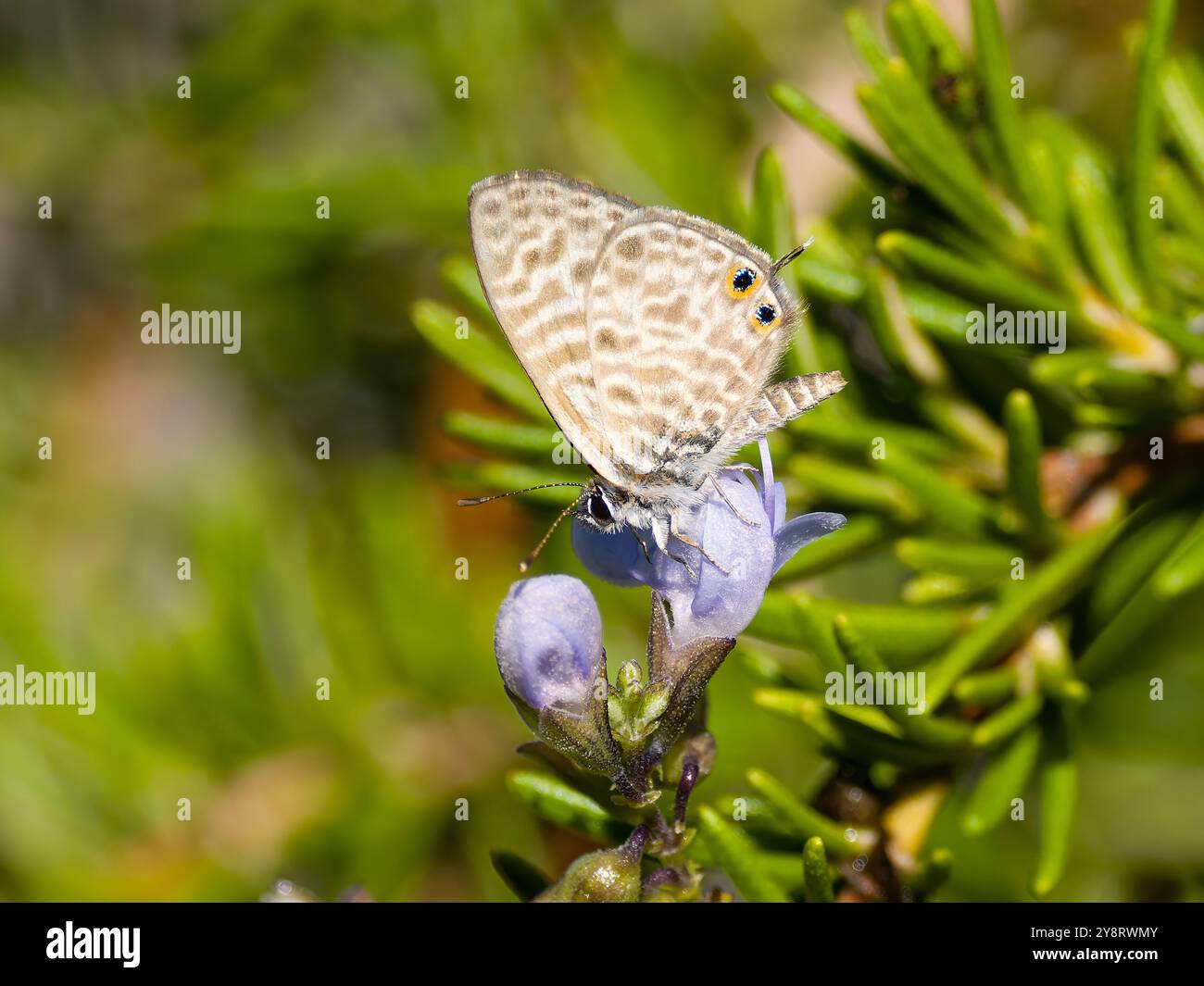 Leptotes pirithous, communément connu sous le nom de papillon bleu à queue courte de Lang ou bleu zèbre commun. Banque D'Images