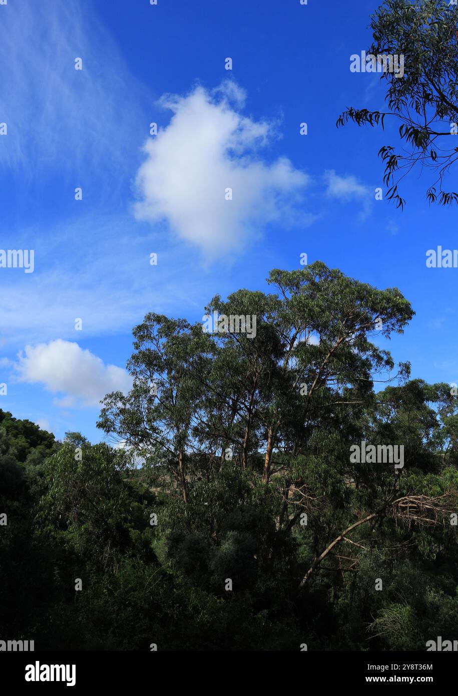 Canopée d'eucalyptus non cultivée, Oeiras, Portugal. Eucalyptus poussant dans les bois non cultivés au Portugal. Contre un ciel bleu et des nuages. Banque D'Images