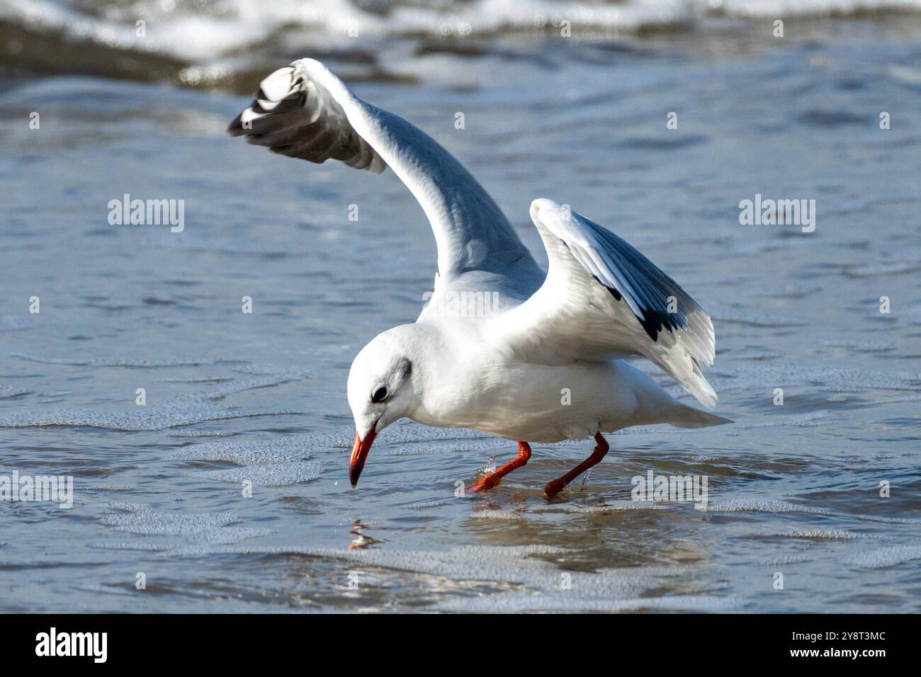 Ostsee, Seebad Heiligendamm, 27.09.24, Möwe Hat Hunger Heiligendamm Bad Doberan Deutschland *** mer Baltique, station balnéaire Heiligendamm, 27 09 24, Seagull is Hungry Heiligendamm Bad Doberan Allemagne Heiligendamm 27-29.09.24 LR-1041 Banque D'Images