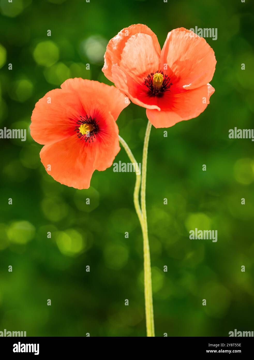 Fleurs de coquelicot rouge sur une prairie verte Banque D'Images