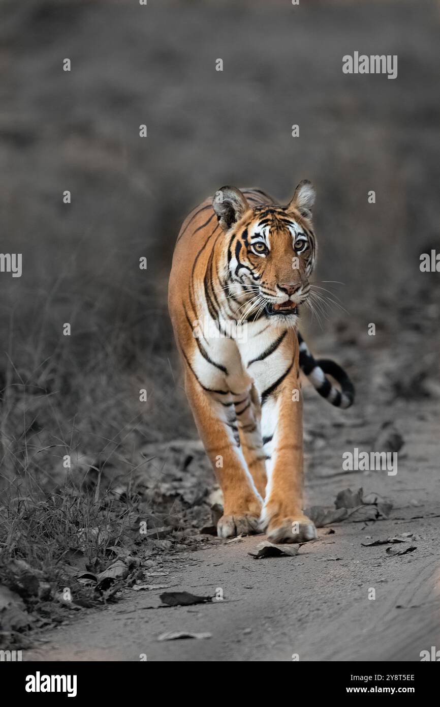 Tigre de Bengala ( Panthera tigris), dans la réserve de Kabini. Inde Banque D'Images