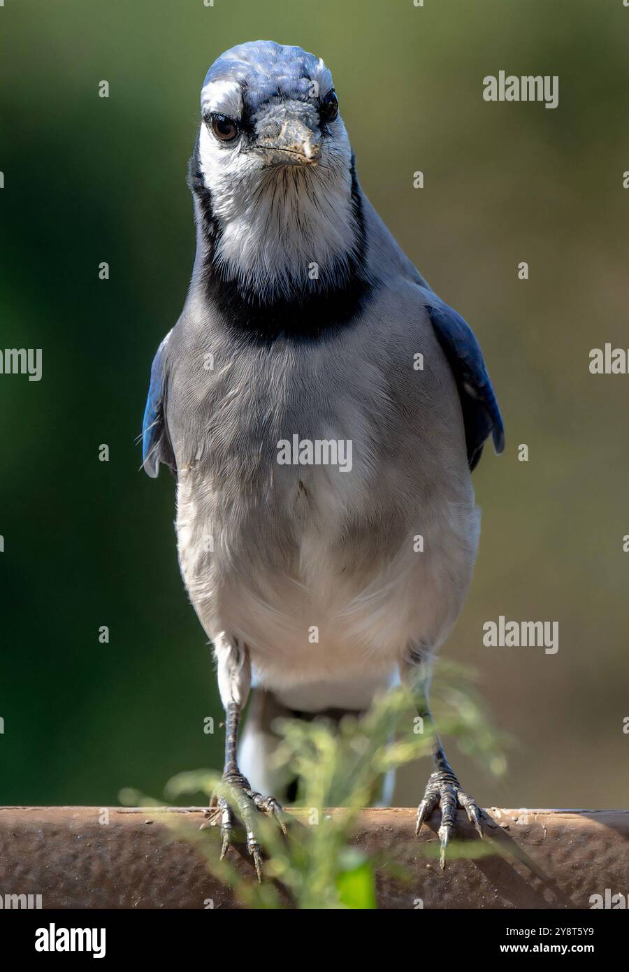 Un Bluejay arrive sur le pont Banque D'Images