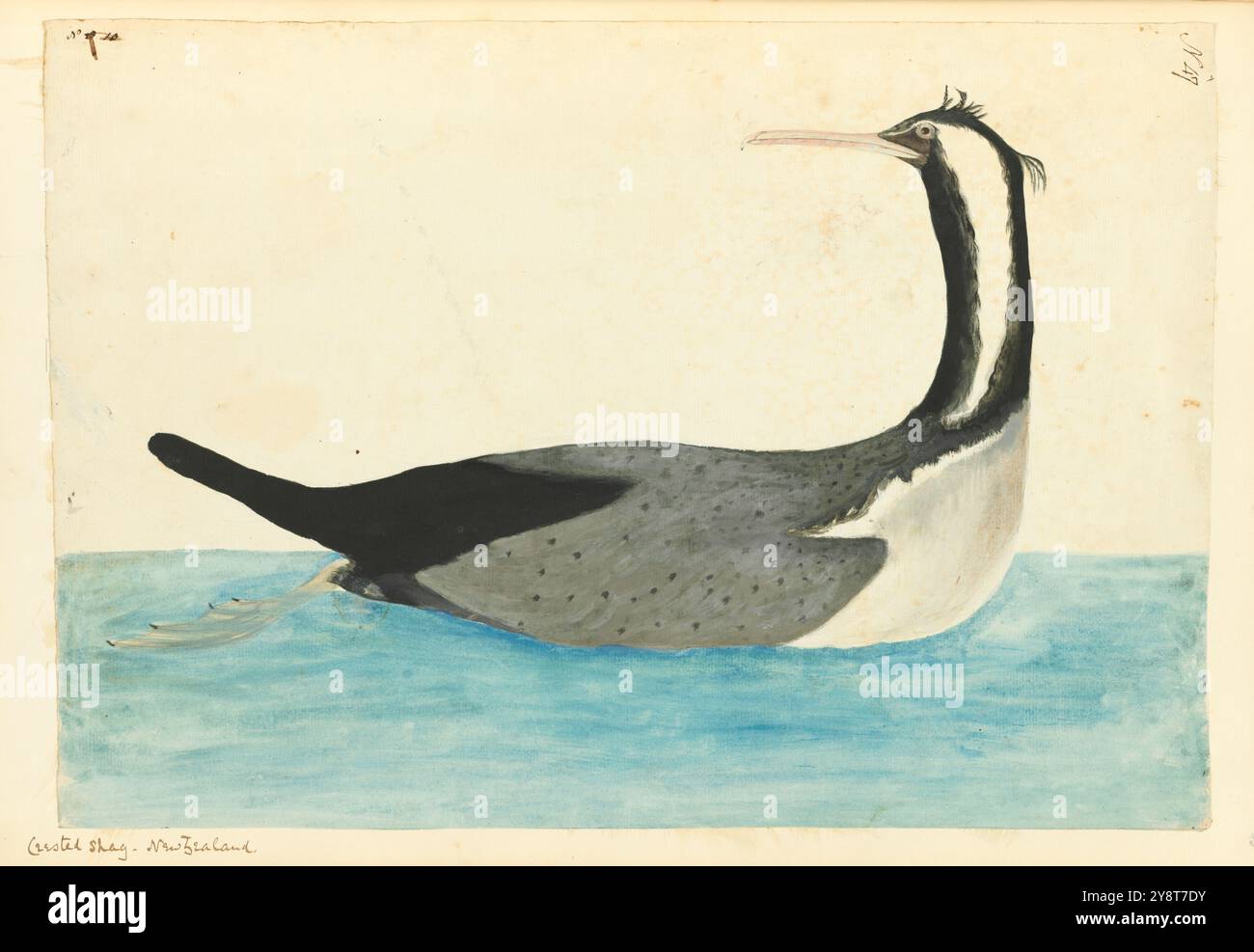 'Crèsted Shag, Nouvelle-Zélande. Illustration des oiseaux de la mer du Sud. Voyages de Cook 1772-1775 / dessins de l'amiral Isaac Smith et d'autres Banque D'Images