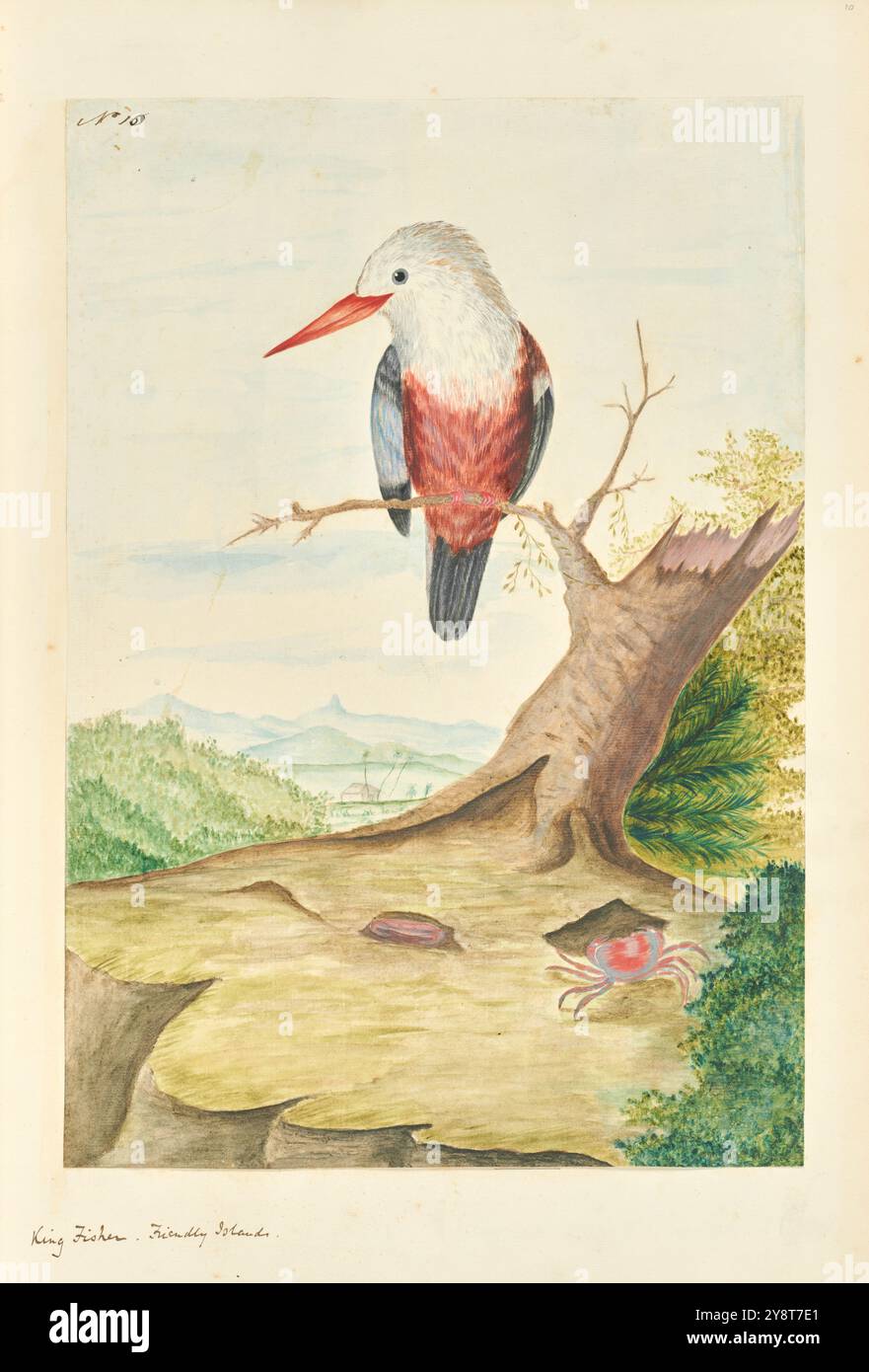 King Fisher, Friendly Islands. Illustration des oiseaux de la mer du Sud. Voyages de Cook 1772-1775 / dessins de l'amiral Isaac Smith et d'autres Banque D'Images