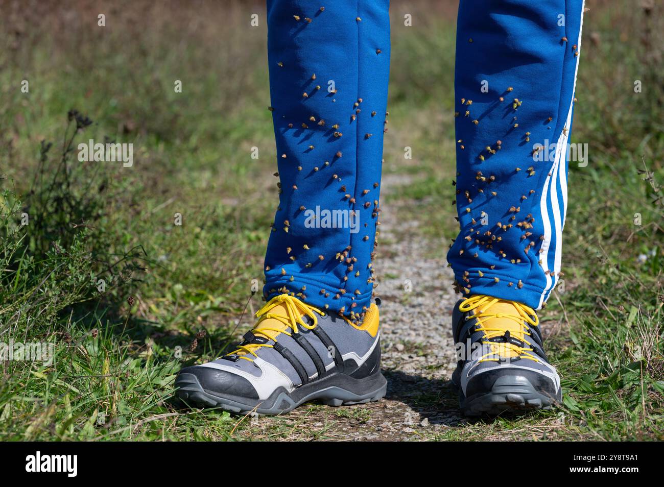 Après une promenade d'automne, les graines de l'agrimonie commune (Agrimonia eupatoria) pendent sur la jambe du pantalon, l'adhérence des têtes de graines crochues, en forme de bavures est appelée Banque D'Images