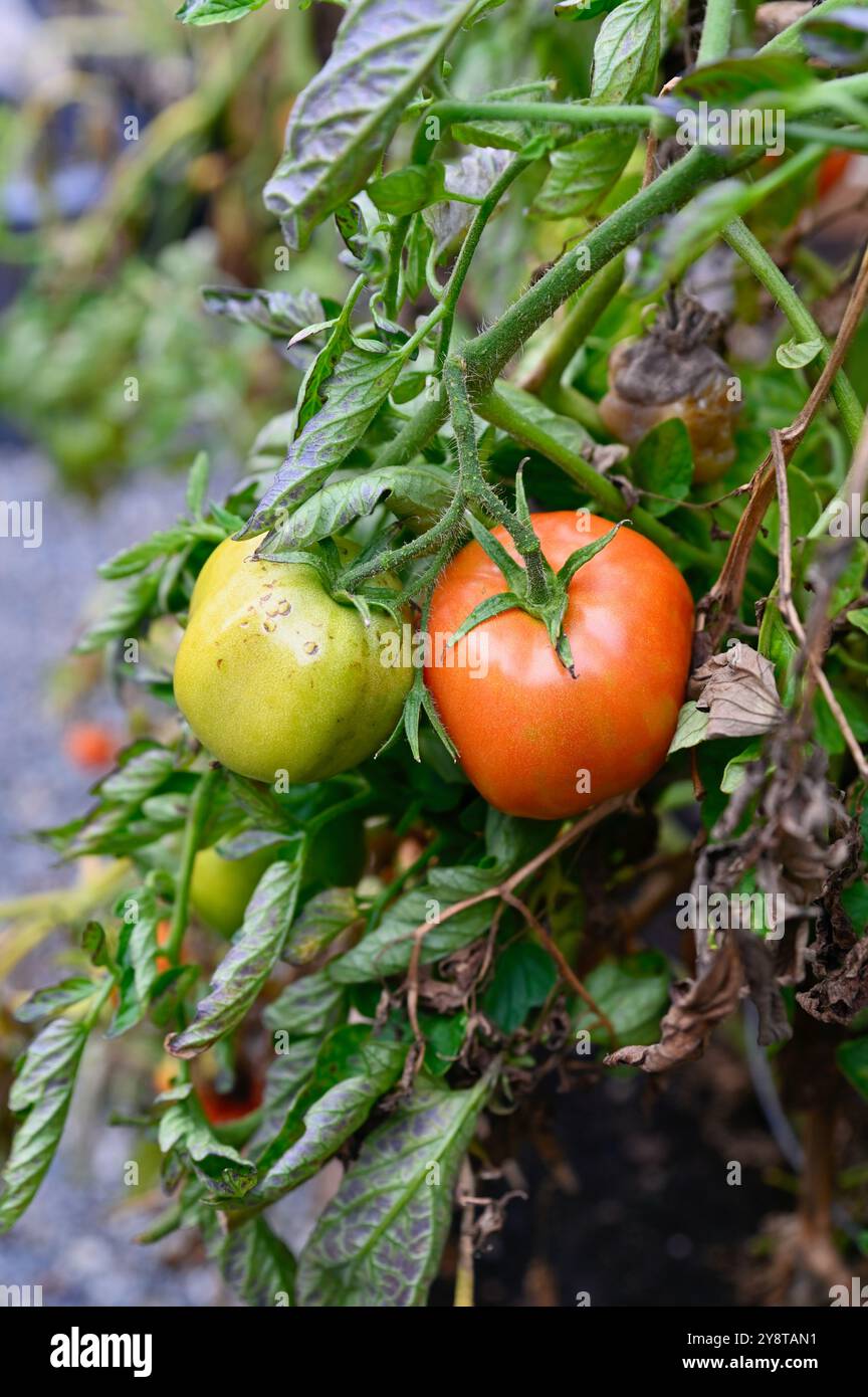 Récolte de légumes de fin de saison dans une petite parcelle agricole, jardinage arrière-cour, produits biologiques Banque D'Images