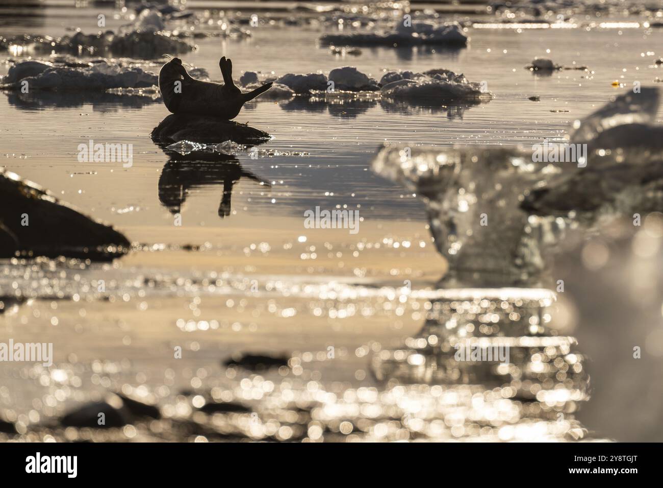 Phoque sur un rocher dans l'eau, glace, Midtholmen Island, près de NY-Alesund, Kongsfjord, Spitzberg, archipel de Svalbard et Jan Mayen, Norvège, Europe Banque D'Images