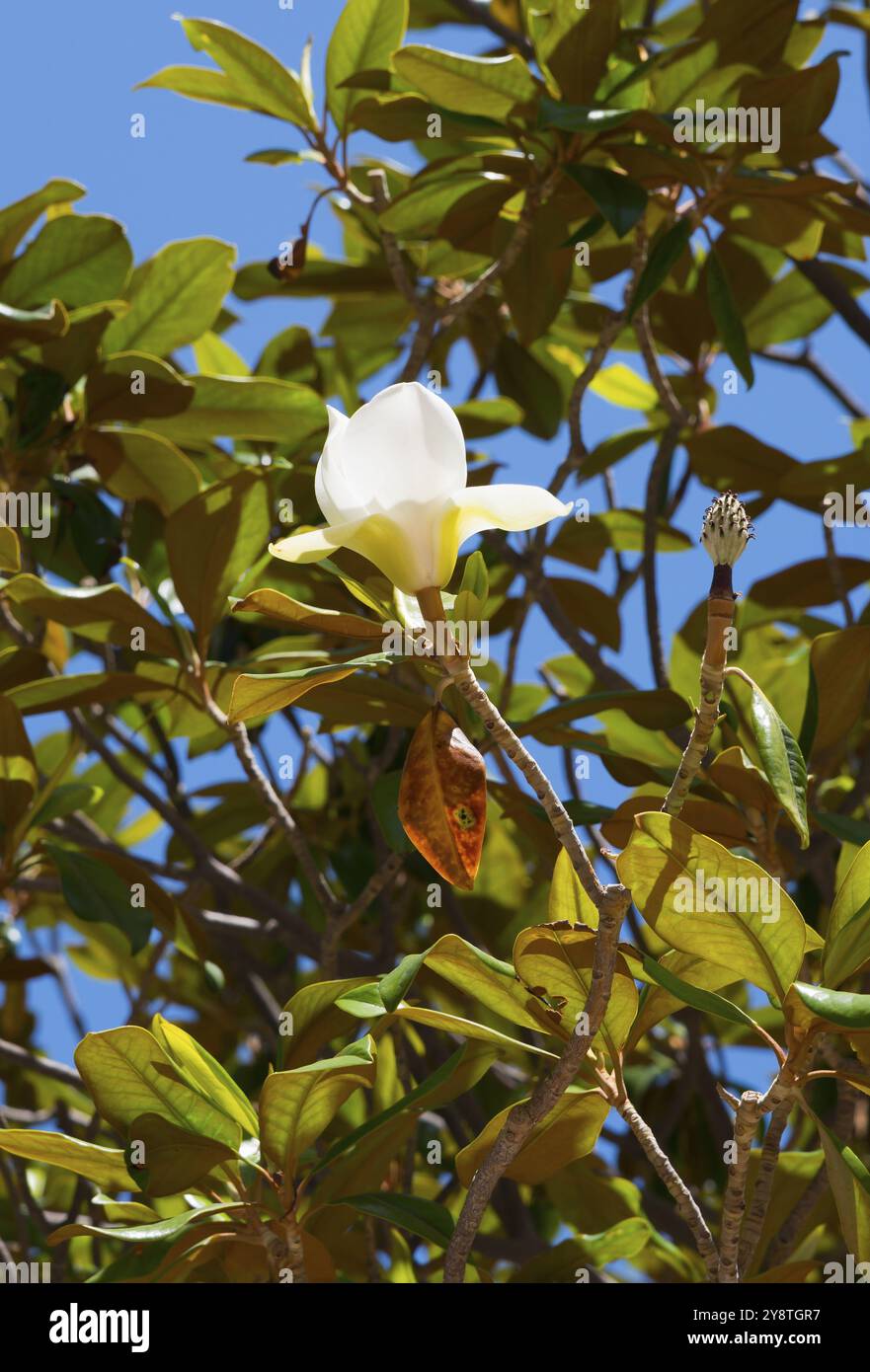 Une fleur blanche avec des feuilles vertes devant un ciel bleu clair, arbre à caoutchouc, arbre à caoutchouc indien (Ficus elastica), Cadix, Cadix, Andalousie, Espagne, euro Banque D'Images