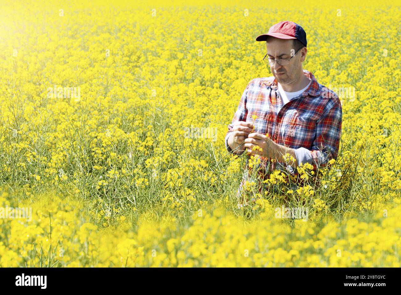 Travailleur agricole caucasien d'âge moyen inspectant les tiges de canola le jour d'été ensoleillé au champ Banque D'Images