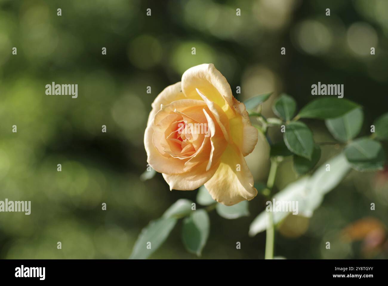 Roses (rose), orange, fleur, bokeh, jolie, la floraison fabuleuse d'une seule rose se distingue bien sur le fond flou Banque D'Images