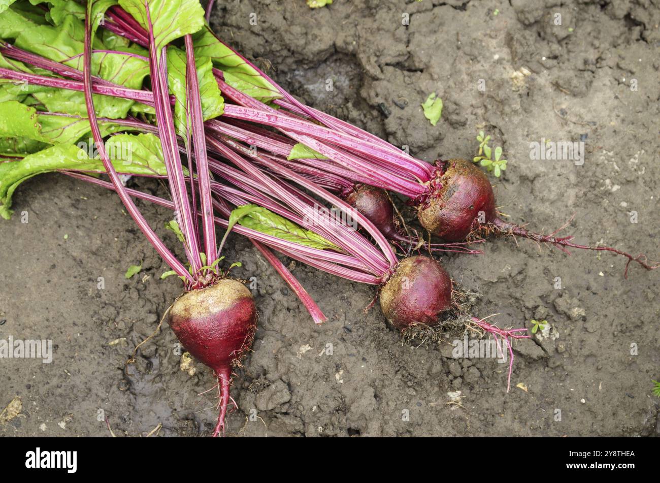 Vue de dessus juste pris les betteraves rouges sur le sol de jardin Banque D'Images