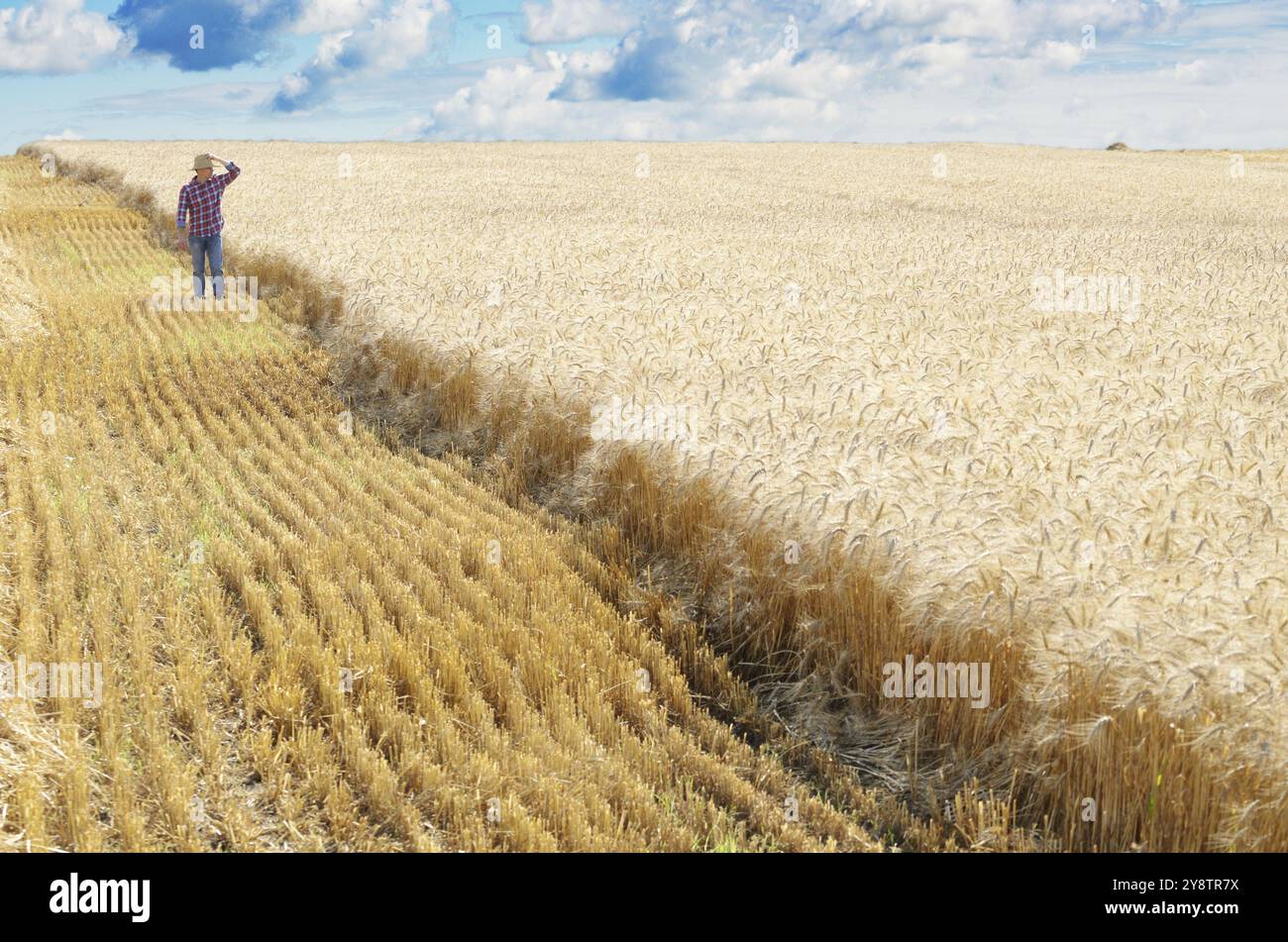 Agriculteur de chapeau de paille se promène le long de champ de blé prêt de la récolte Banque D'Images