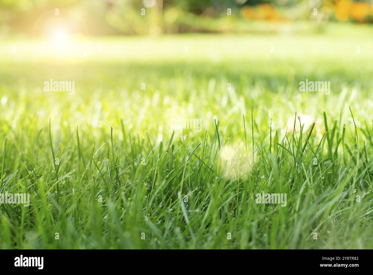 Herbe verte de jardin tondue sous les arbres vue rapprochée Banque D'Images