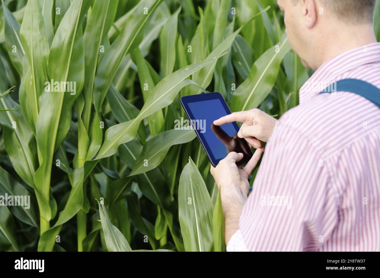 Farmer with tablet computer inspection de champ de maïs de l'été journée ensoleillée Banque D'Images