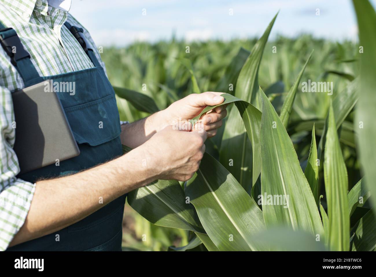 Agriculteur en combinaison faisant un examen des tiges de maïs à la photo de champ de gros plan Banque D'Images