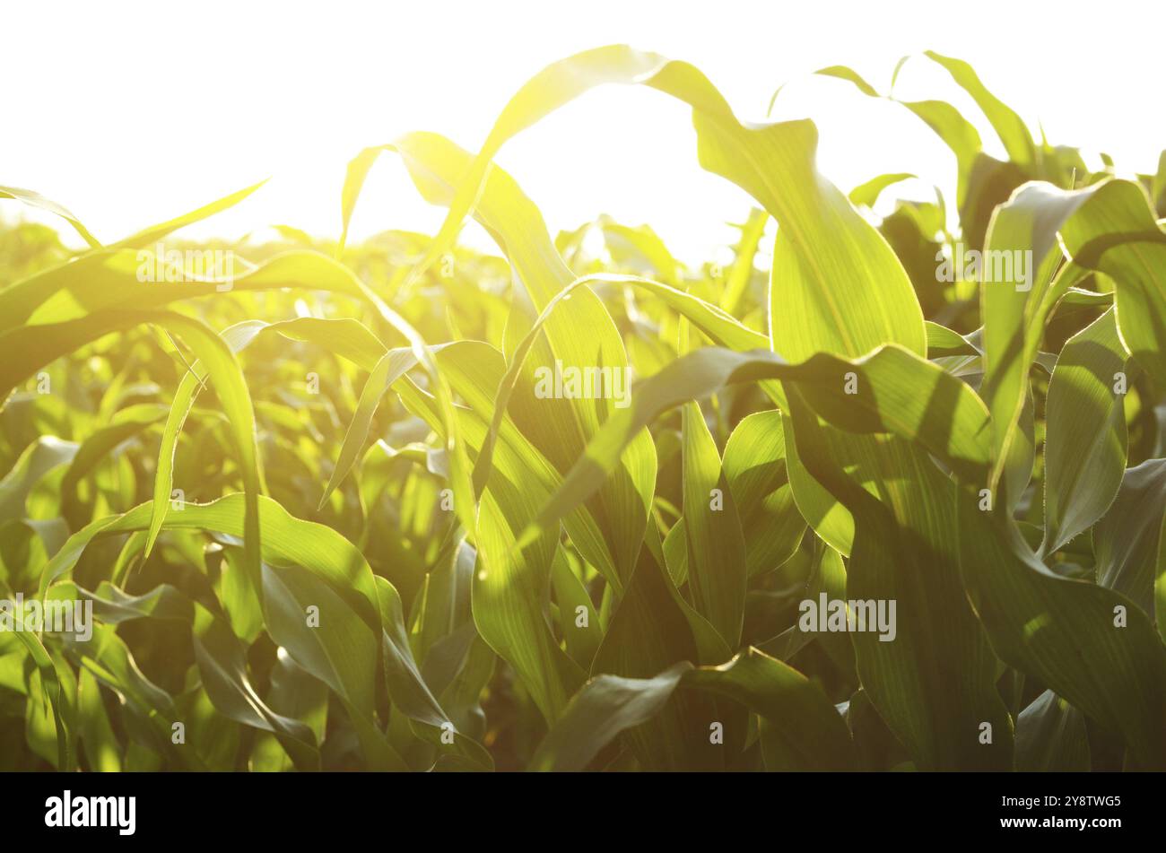 Champ de maïs vert journée ensoleillée d'été en Ukraine Banque D'Images