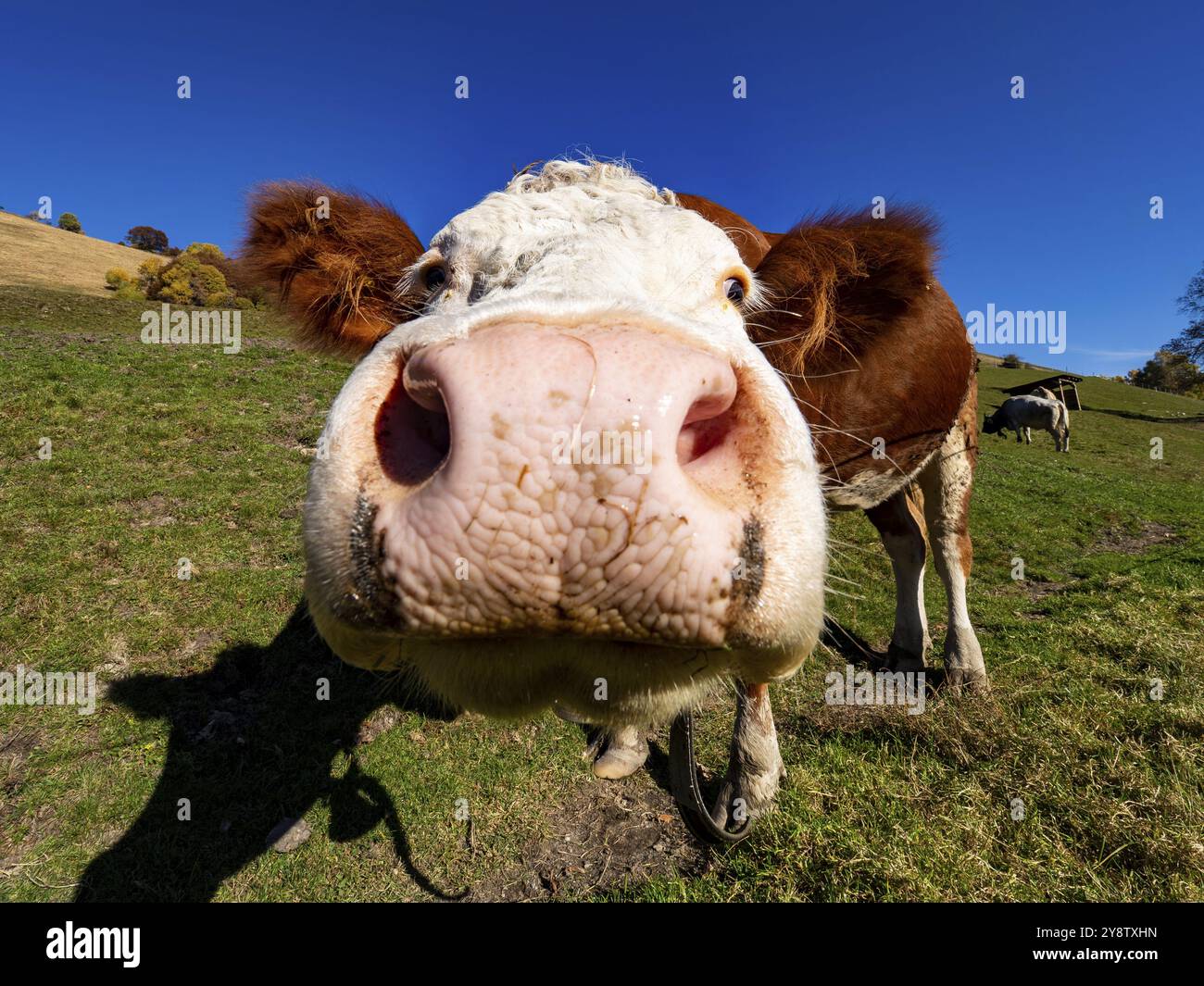 Gros plan de la tête de vache du nez Banque D'Images