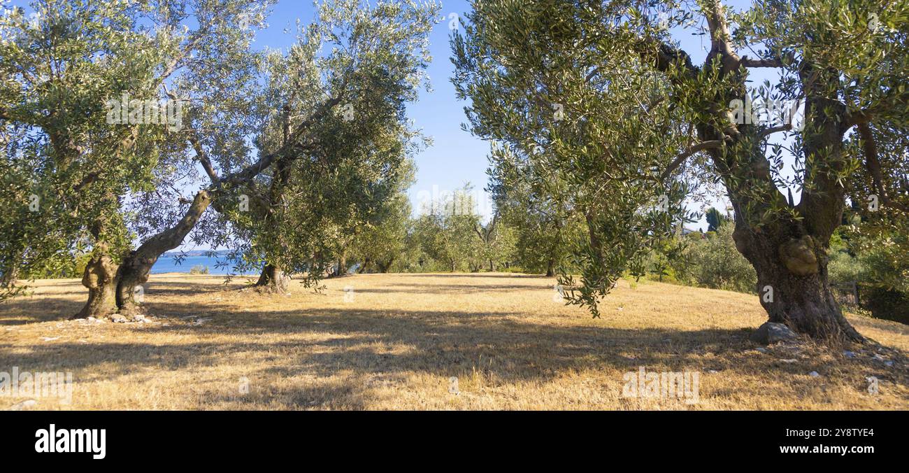 Culture d'oliviers en Italie. Plantation extérieure biologique dans un cadre rural Banque D'Images