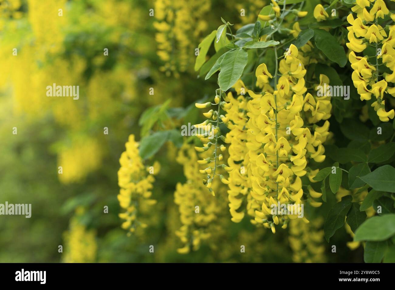 Scottish laburnum fleurs printemps temps fermé Banque D'Images