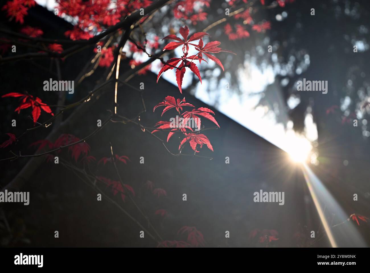 feuilles d'acre rouge contre la lumière du soleil du coucher du soleil dans l'après-midi dans le jardin Banque D'Images
