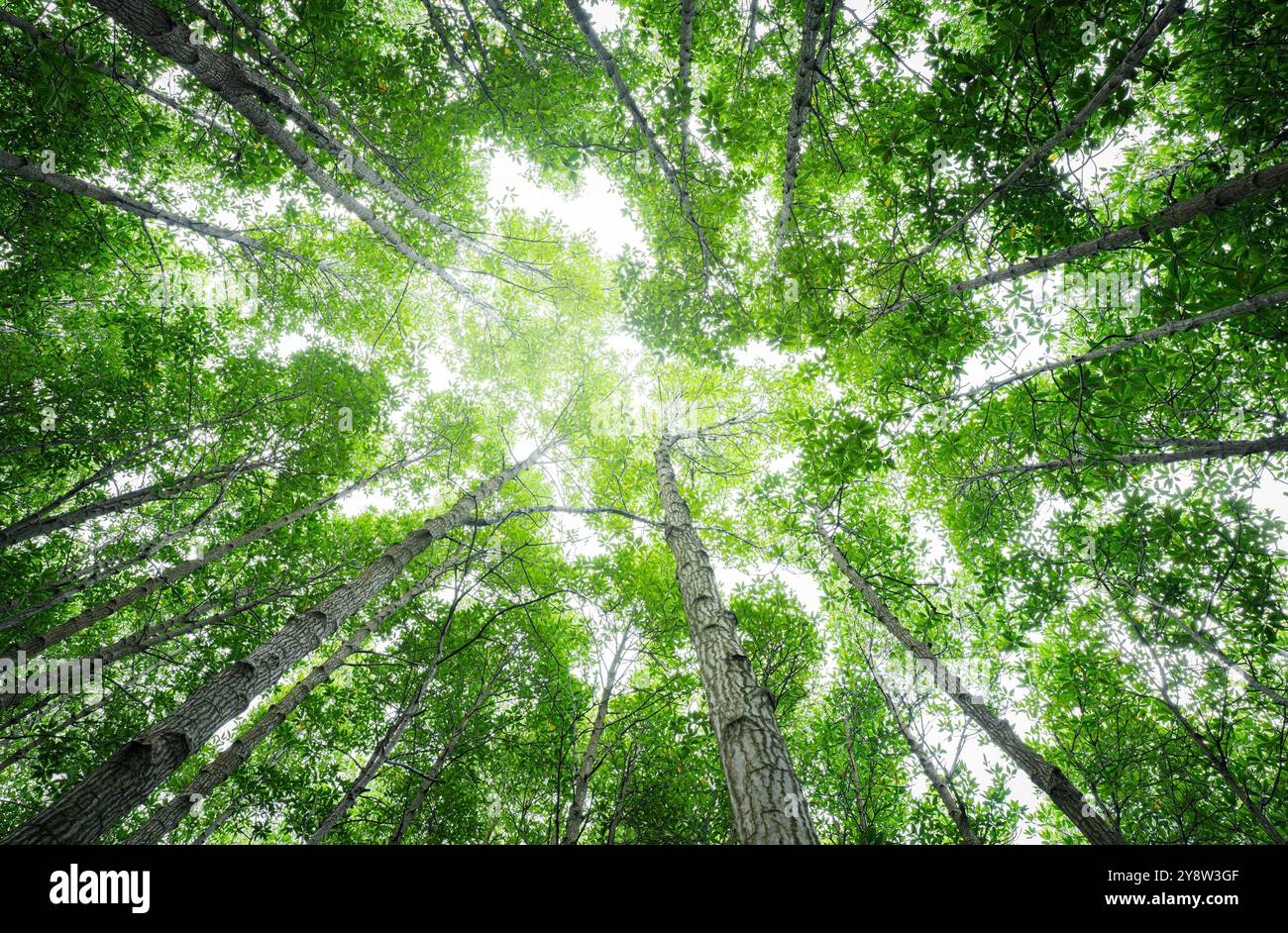 Vue de bas en haut de la canopée de la forêt de mangroves vertes. Les puits de carbone naturels combattent le changement climatique. Durabilité dans des écosystèmes neutres en carbone. Vert et durable Banque D'Images
