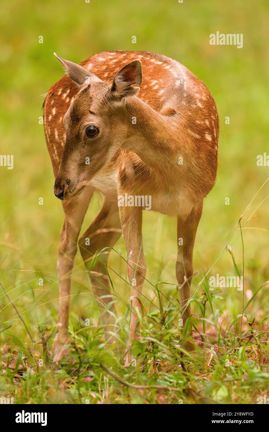 Femelle cerf en jachère, Dama dama, pâturant sur la prairie colorée d'automne. Scène animalière en Europe. Banque D'Images