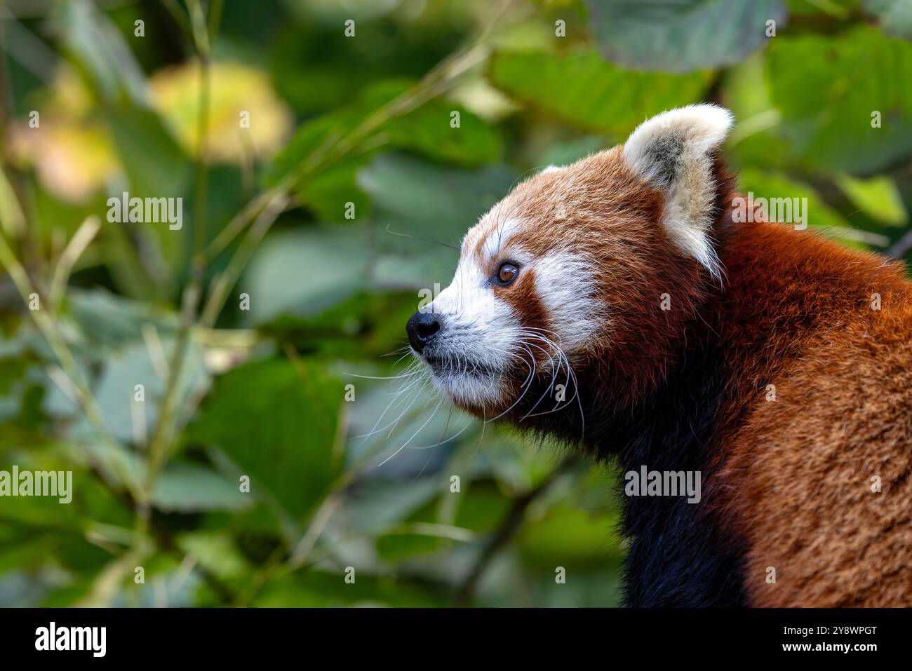 Panda rouge, également connu sous le nom de petit panda, firefox ou chat-ours, avec fond de feuillage et espace pour le texte. Cette créature est indigène de l'Himalay Banque D'Images