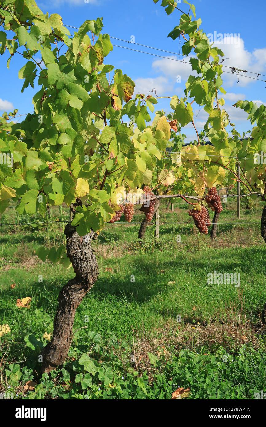 Raisins mûrissant sur une vigne au vignoble Denbies près de Dorking, Surrey, Royaume-Uni Banque D'Images