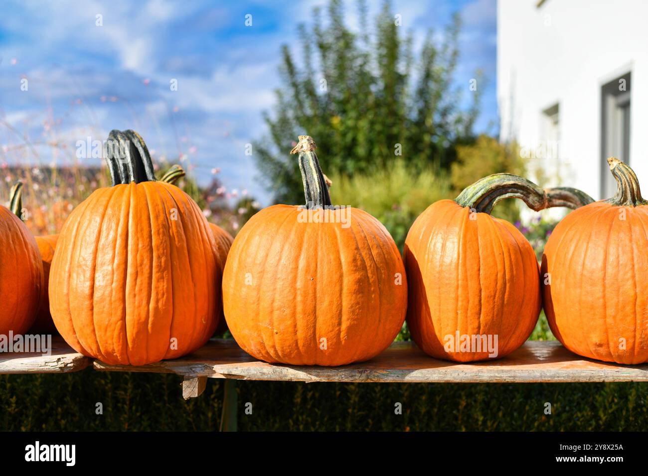 Orange grandes citrouilles d'Halloween utilisées pour la sculpture sur étagère en bois à vendre sur le marché Banque D'Images