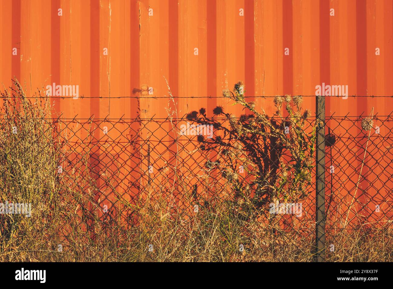 Plante de chardon sec derrière la clôture des maillons de chaîne, contre le mur métallique orange Banque D'Images