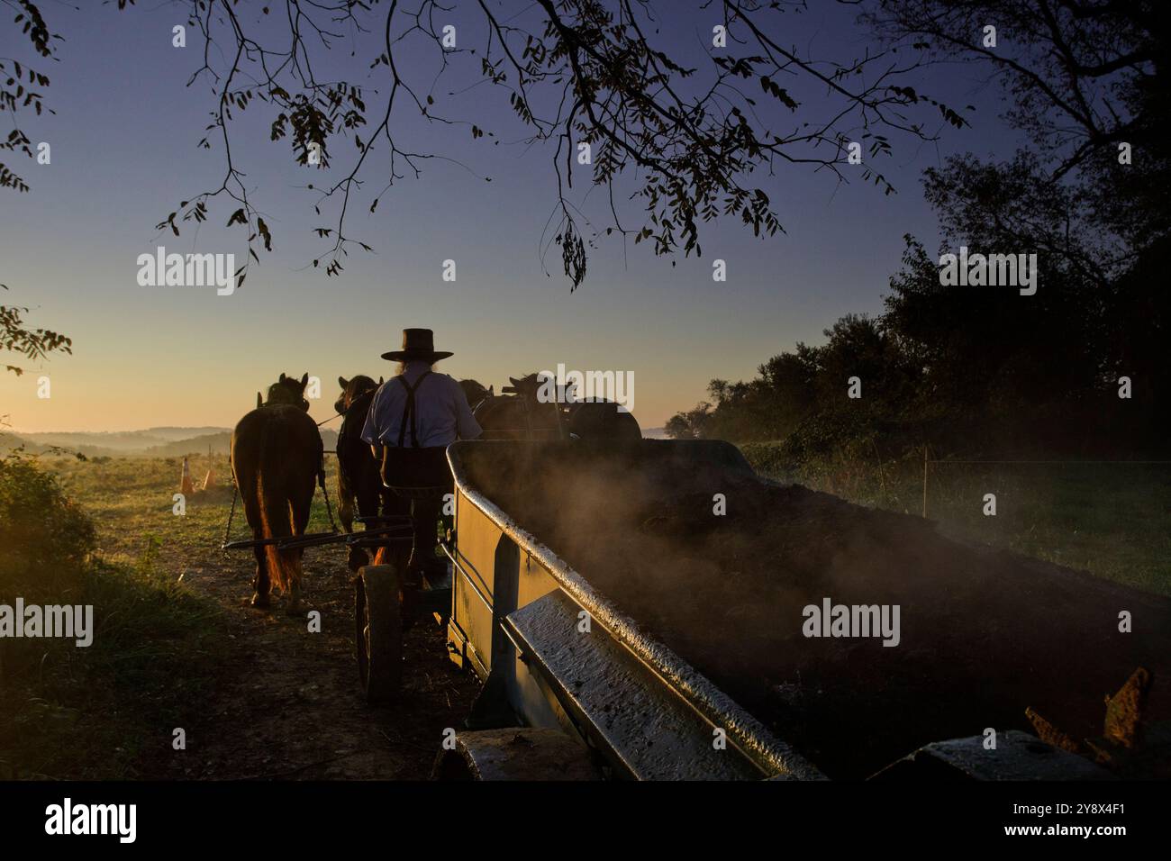 Amish agriculteur et son fils répandre du fumier composté partiellement sur une pelouse au lever du soleil sur sa ferme de Kirkwood, PA. Banque D'Images