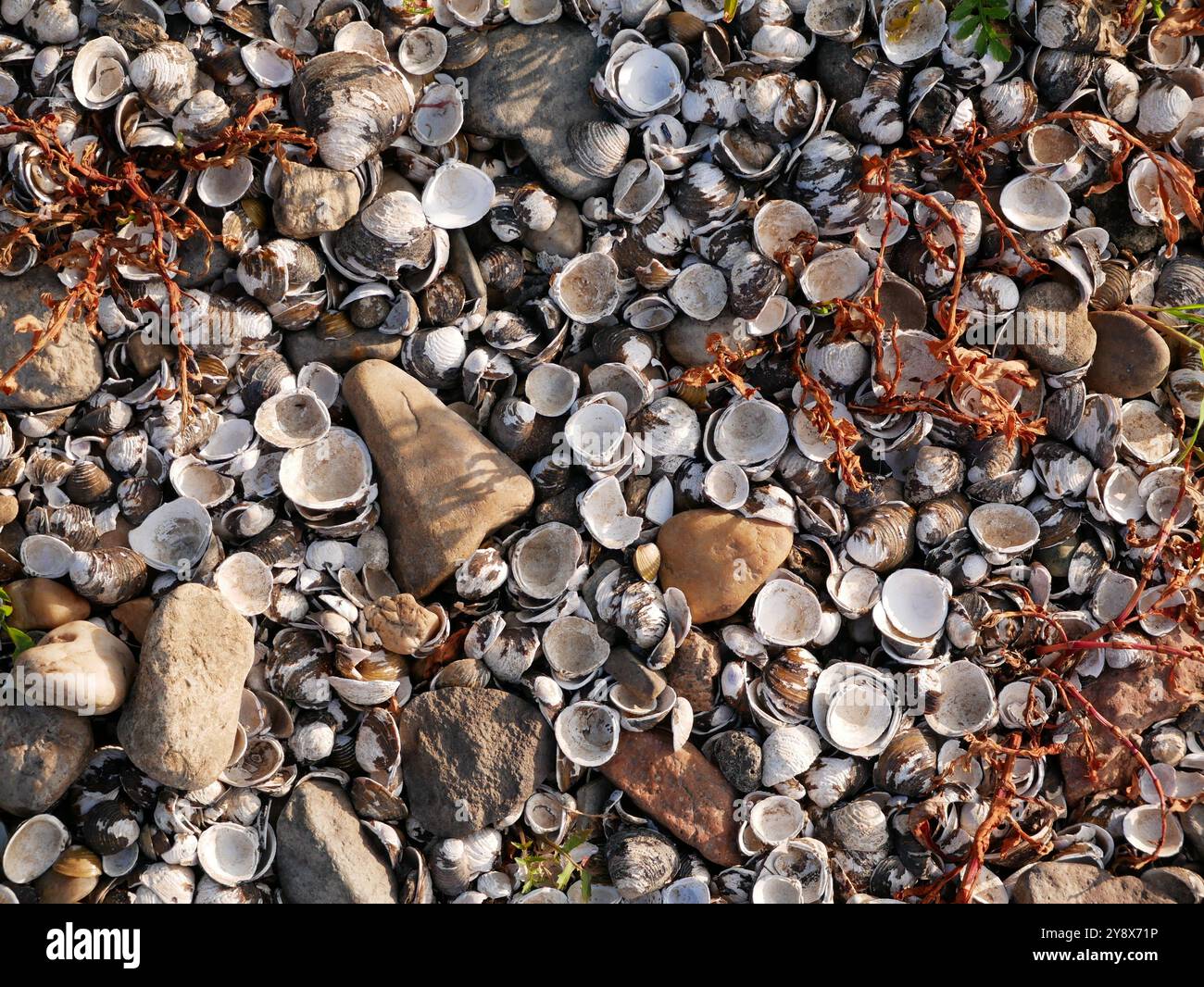 Surface plein cadre de coquillages et de pierres solides de la rive de l'Elbe, idéale comme texture inspirée de la nature ou fond pour des projets maritimes. Banque D'Images