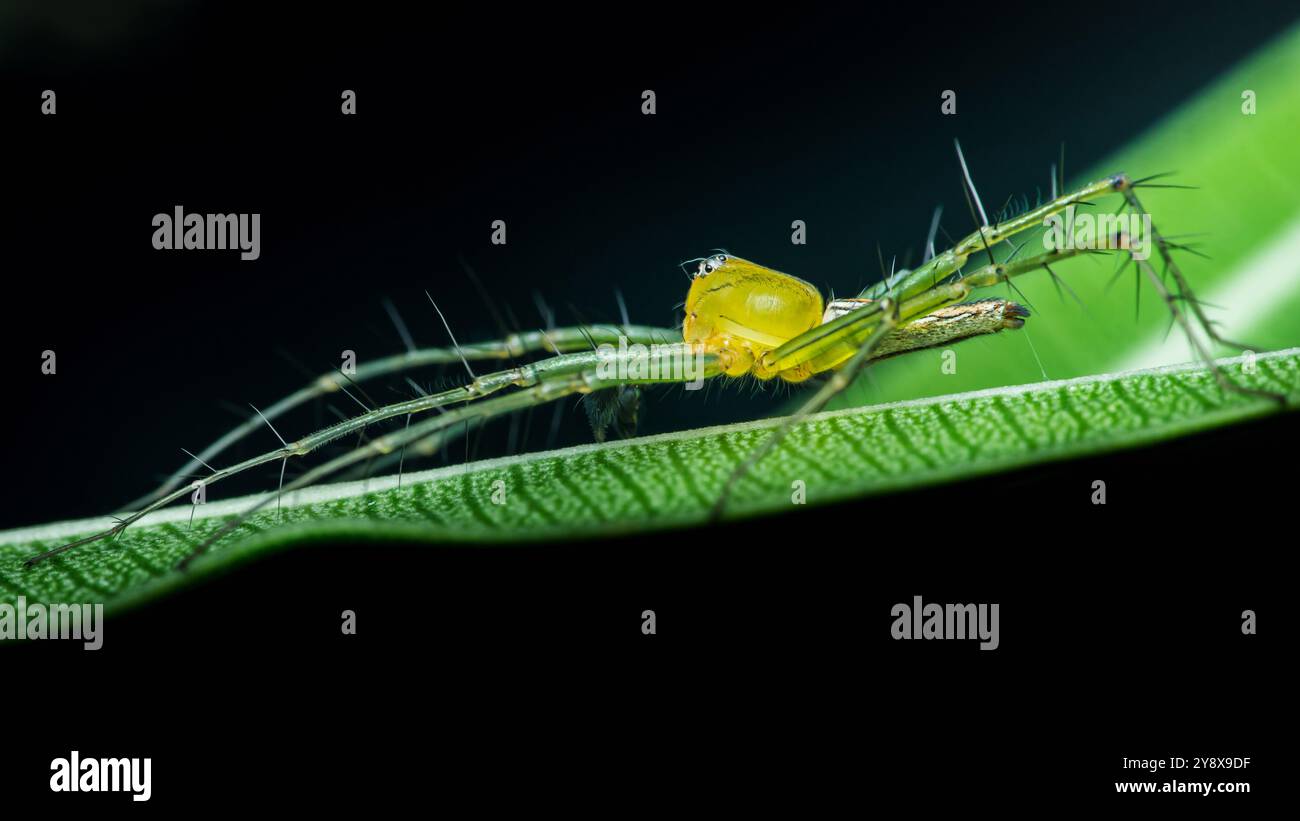 Araignée lynx verte avec abdomen jaune est debout sur une feuille verte avec un fond noir. Banque D'Images