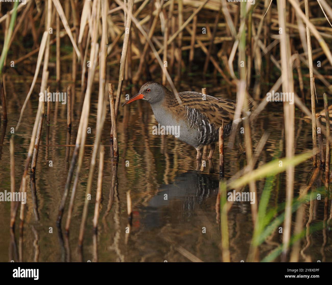 Rail d'eau, un petit oiseau trouvé dans une végétation dense où il est plus protégé par son environnement. Banque D'Images