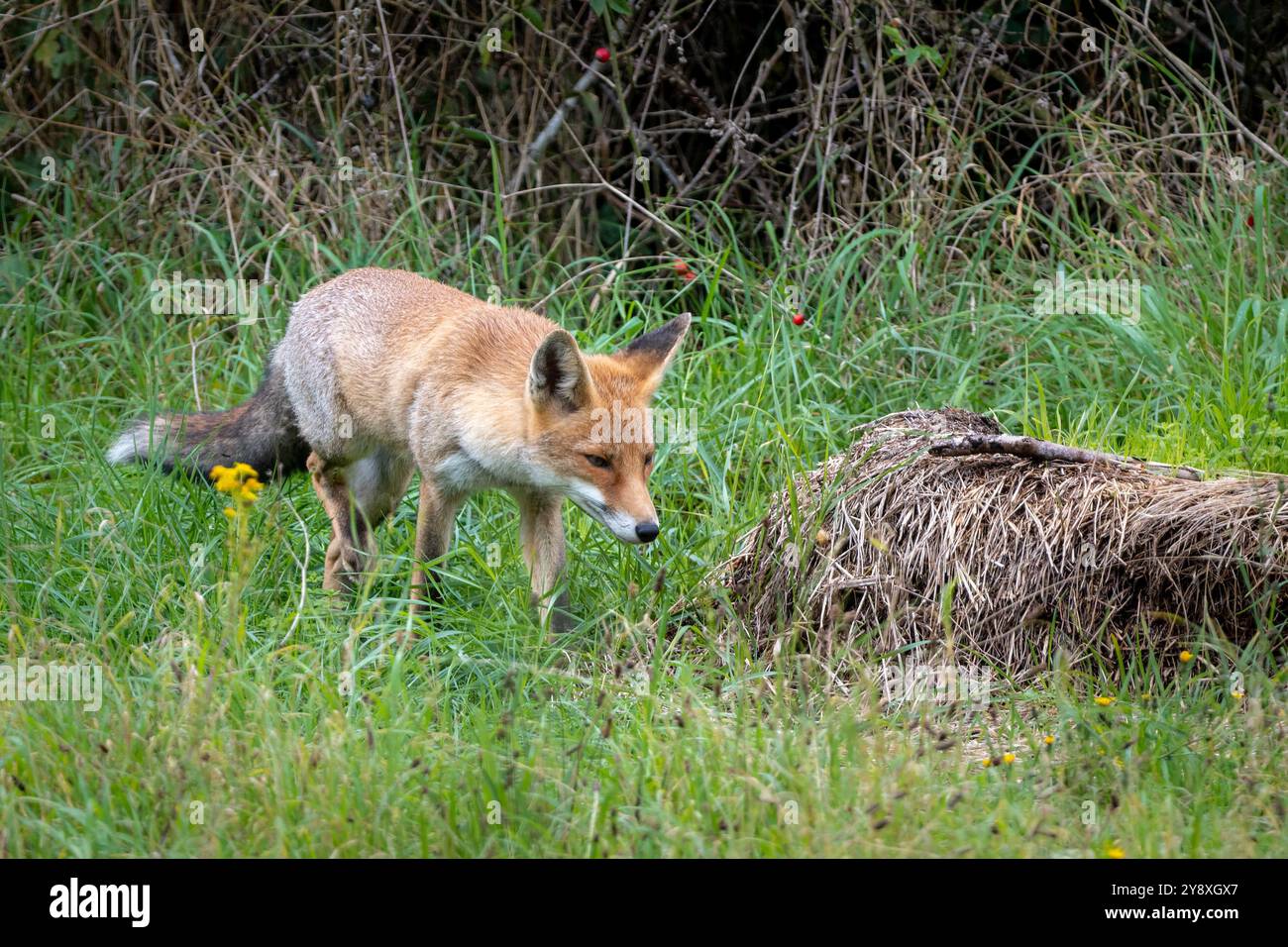 Renard roux sauvage marchant sur l'herbe dans les bois de Vincennes Banque D'Images