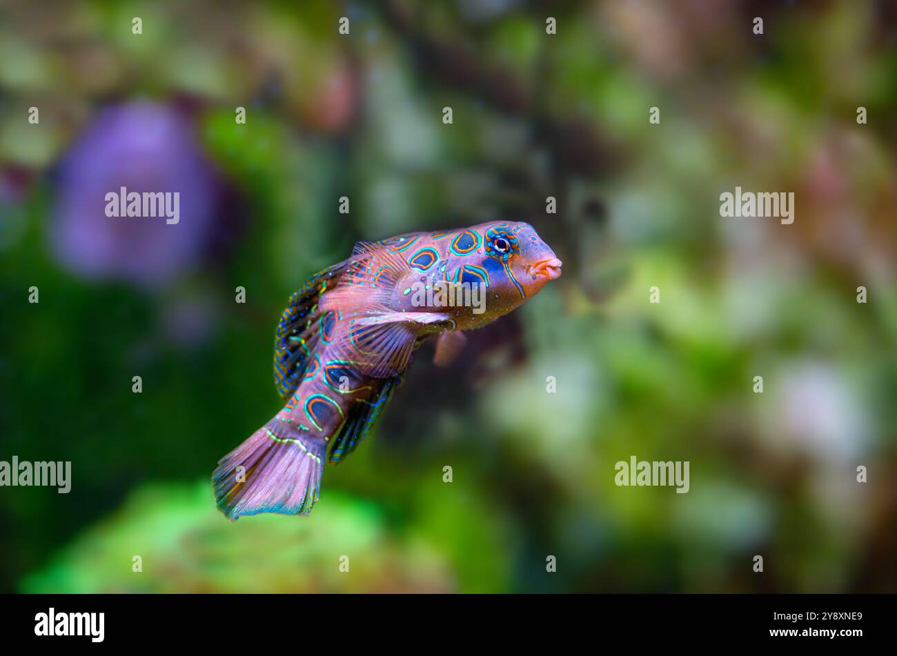 Le pittoresque dragonet (Synchiropus picturatus) est un membre aux couleurs vives de la famille des dragons originaire du Pacifique Indo-Ouest Banque D'Images