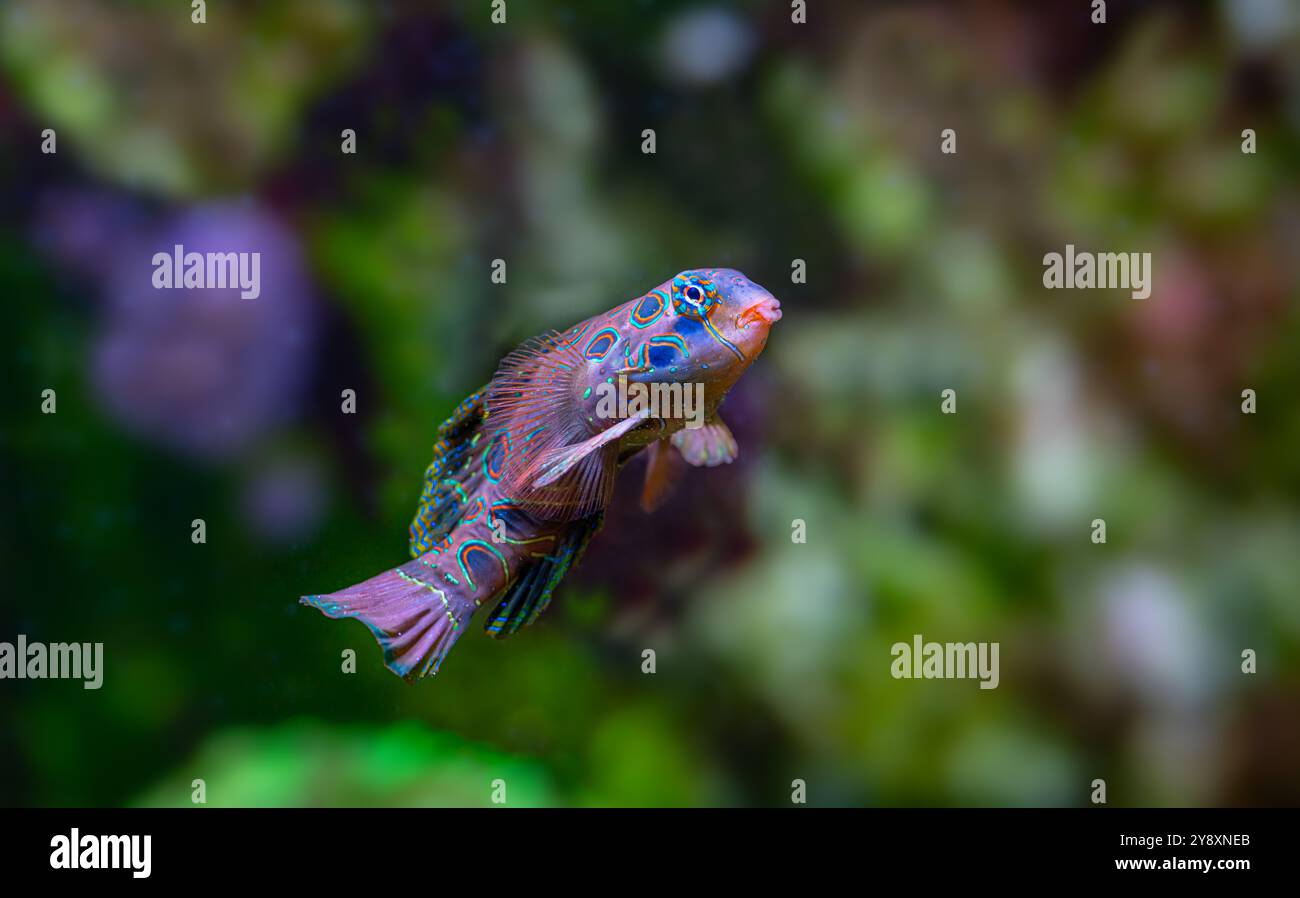 Le pittoresque dragonet (Synchiropus picturatus) est un membre aux couleurs vives de la famille des dragons originaire du Pacifique Indo-Ouest Banque D'Images