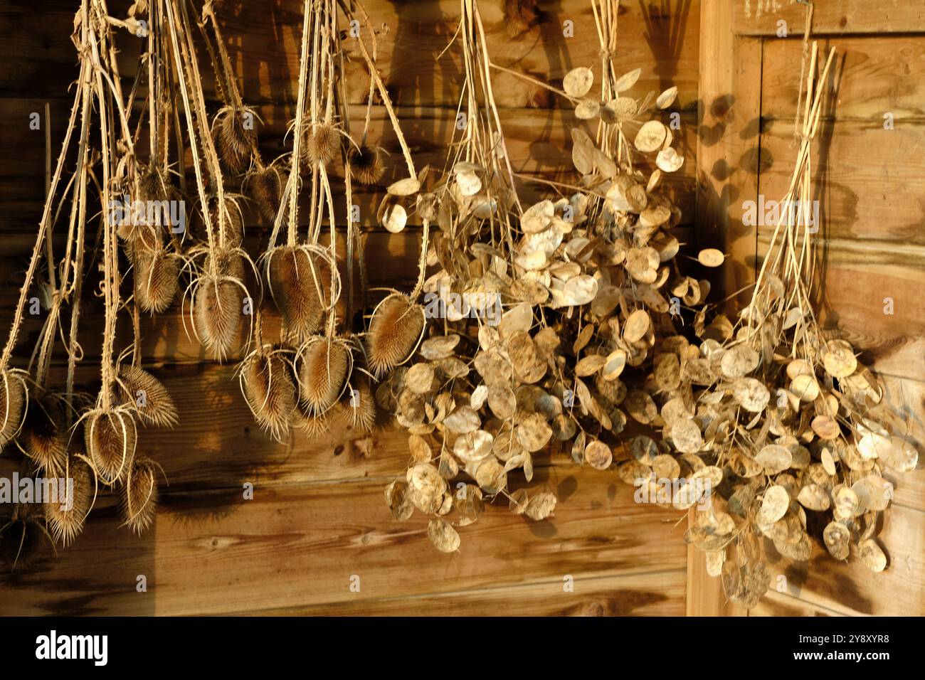 gros plan de teasel séché et de plantes d'honnêteté accrochées à un mur en bois, mettant en valeur un arrangement rustique et naturel de fleurs séchées dans des tons chauds. Banque D'Images