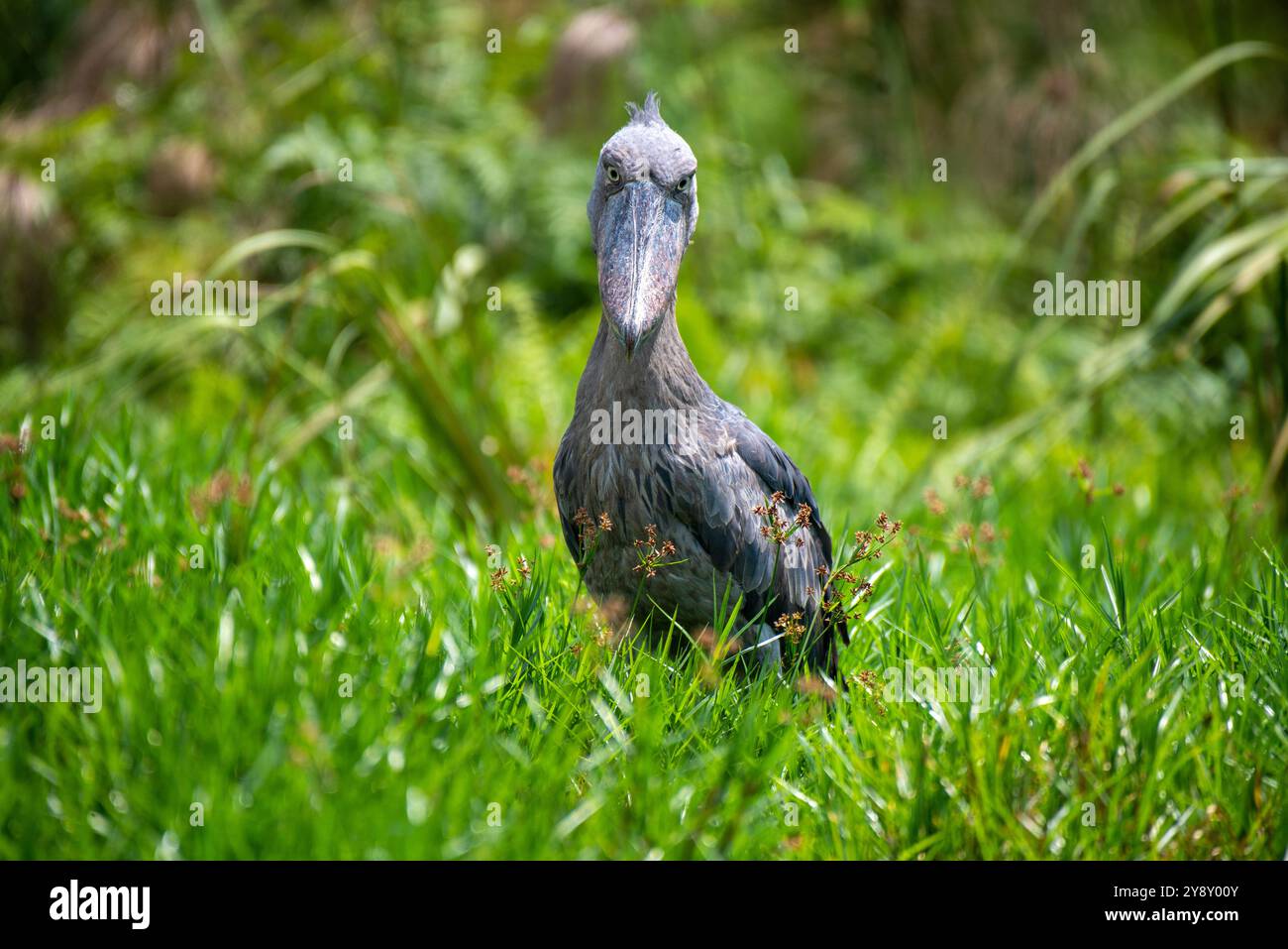 Shoebill (SHOEBILL - (Balaeniceps rex) dans le marais de Mabamba en Ouganda, le Shoebill est vulnérable à la fois au niveau mondial et régional. Banque D'Images