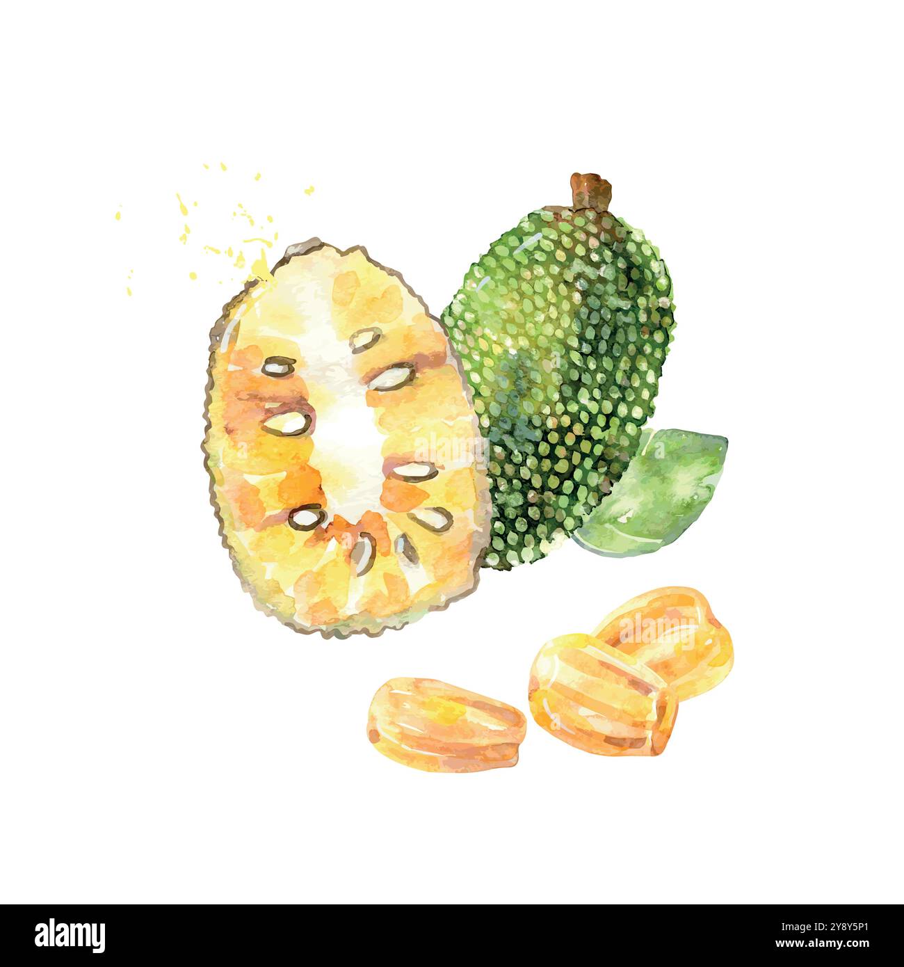 Fruit jackfruit à l'aquarelle dessiné à la main. Illustration vectorielle. Illustration de Vecteur